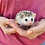 Velma- Female Baby Hedgehog