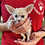 Thumbnail: Rocky - Male Fennec Fox PRICE $4000