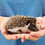 Rocky Male Baby Hedgehog- PRICE $295