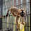 Thumbnail: Matiz - Brown Lemur Male PRICE $6500