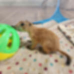 Prairie dog pup For sale