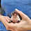 Thumbnail: Montego - Male Hedgehog PRICE $295