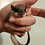 flying squirrel baby for sale