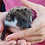 Baby hedgehog for sale