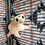 Sugar glider for sale