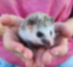 Baby hedgehog for sale