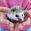 Baby hedgehog for sale