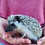 Baby hedgehog for sale