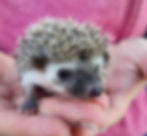 Baby hedgehog for sale
