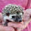 Baby hedgehog for sale