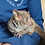 Bushbaby for sale, bushbaby breeder