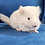 Thumbnail: Deedee - Female  Baby Chinchilla PRICE $550