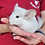 Thumbnail: Zinc- Male Chinchilla PRICE $595