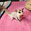 Thumbnail: Columbia - Adult Female Sugar Glider PRICE $195
