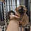 Thumbnail: Matiz - Brown Lemur Male PRICE $6500