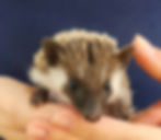 Hedgehog baby for sale