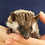 Hedgehog baby for sale