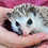 Thumbnail: Disco- Male Hedgehog PRICE $295