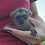 lemur for sale texas'