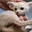 Thumbnail: Maybel  Female Fennec Fox PRICE $4200