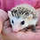 Baby hedgehog for sale