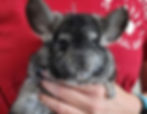 Chinchilla breeder in texas