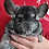 Chinchilla breeder in texas