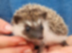 Hedgehog baby for sale
