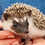 Hedgehog baby for sale