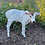 Mini Zebu Calf cow baby for sale pet