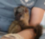 Brown Lemur for sale texas