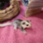 sugar glider joey for sale