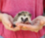 Hedgehog babies for sale Ingrid