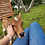 Mini Zebu For sale Pet Cow