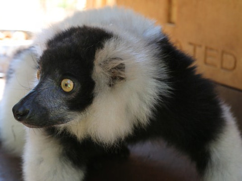 Help with lemur care