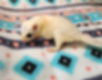 Sugar glider for sale
