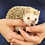 hedgehog for sale