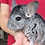 Chinchilla breeder for sale