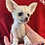 Thumbnail: Falon - Female Fennec Fox PRICE $4200