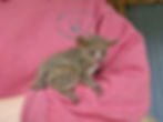 Bushbaby for sale, bushbaby breeder