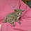 Bushbaby for sale, bushbaby breeder