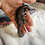Sugar Glider for sale