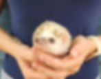 hedgehog for sale