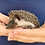 Baby hedgehog for sale breeder