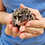 Thumbnail: Montego - Male Hedgehog PRICE $295