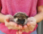 Hedgehog babies for sale Nuna