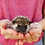 Hedgehog babies for sale Nuna
