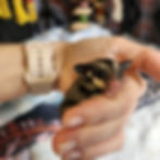 Sugar Glider for sale