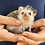 Baby hedgehog for sale breeder