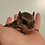 Thumbnail: Gwennette - Flying Squirrel Baby Female PRICE $900